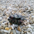 Leopard 2 A5